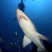 shark_tiger_sand_spar_v_0299_nca0627_rv.jpg